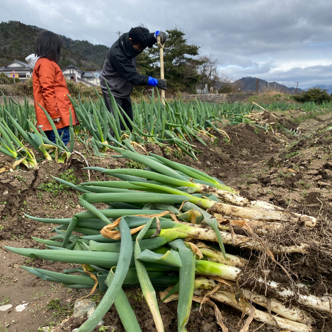【日帰り 兵庫】たじまブランド！“岩津ねぎ”収穫体験