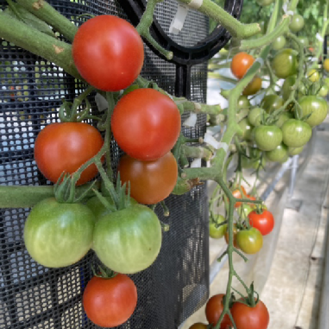 【日帰り 兵庫】“MORIMORIとまと”＆いちご収穫体験