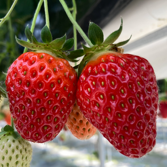 【日帰り 和歌山】“まりひめ”いちご狩り＆桃ジャム作り体験