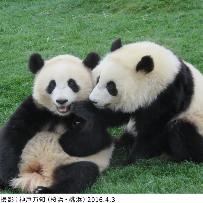 NHK文化センター梅田教室 “浜家”愛を語りつくす！パンダサミットin大阪［1日講座］