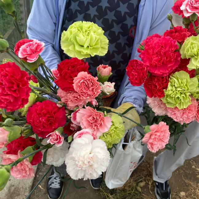 【日帰り 兵庫】淡路特産！カーネーションと玉ねぎ収穫体験