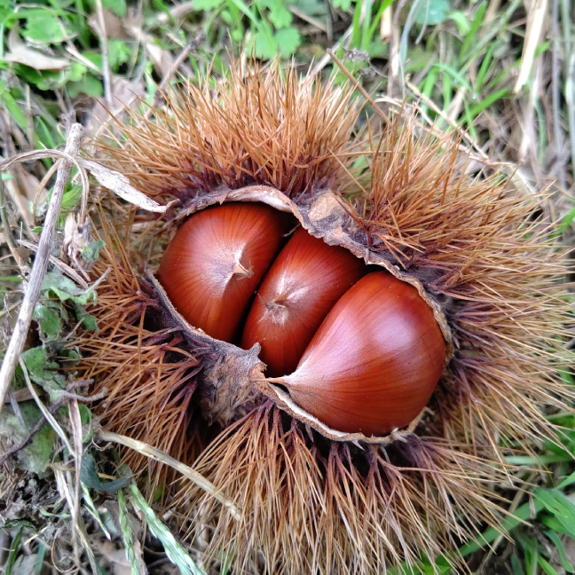 【日帰り 兵庫・京都】秋の味覚！丹波くりひろい体験